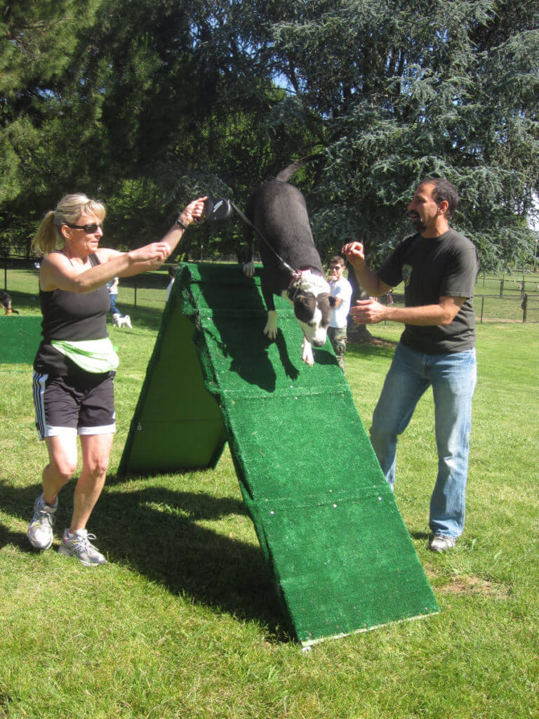 Agility Dog Training Classes