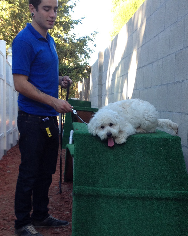 Coton De Tulear Grooming - Disobedience