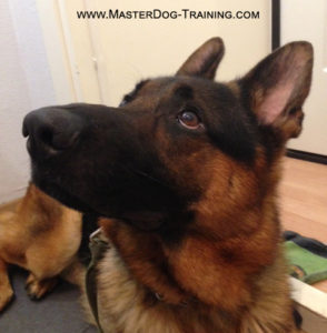 agressive dog training with Master Dog