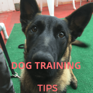 DOG TRAINING-2