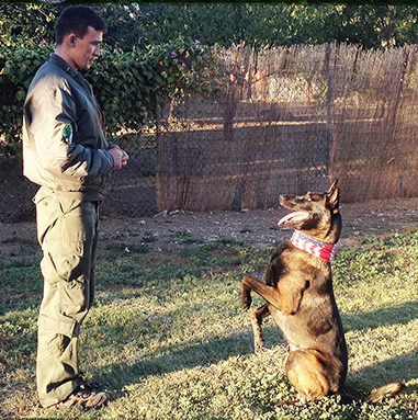 Training a German Shepherd Dog