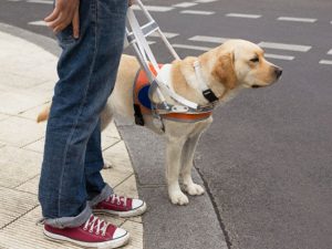 Service Dog Training