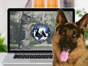 The online school for the dog trainers