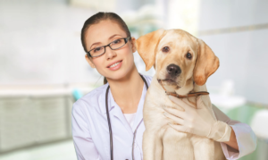 Vet services image