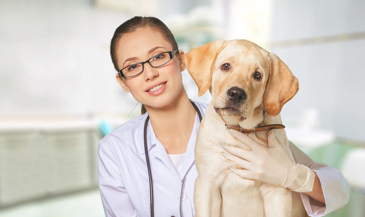 home visit doctors for dogs