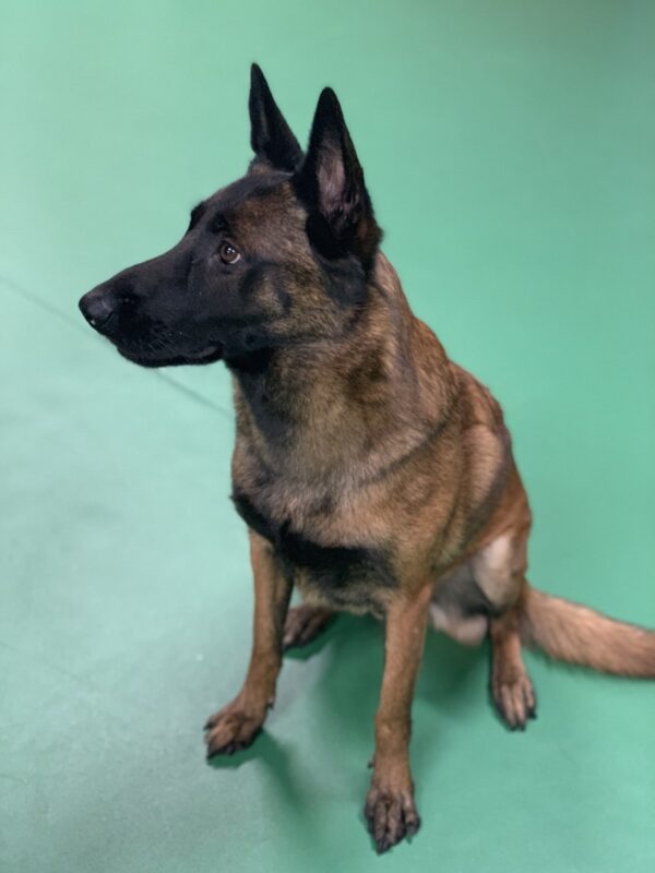 Angel (male) Belgian malinois - Royal Dog Academy