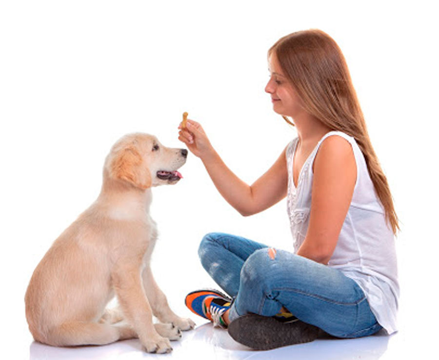 Dog Trainer Courses