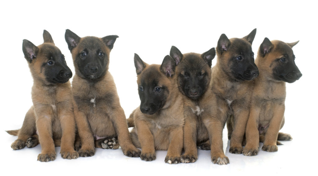 Belgian Malinois puppies Royal Dog Academy