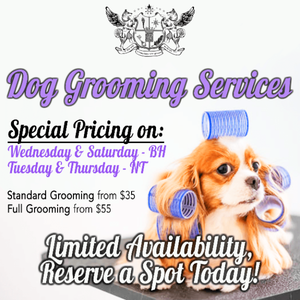 Top Dog Grooming Beverly Hills in the world Check it out now 