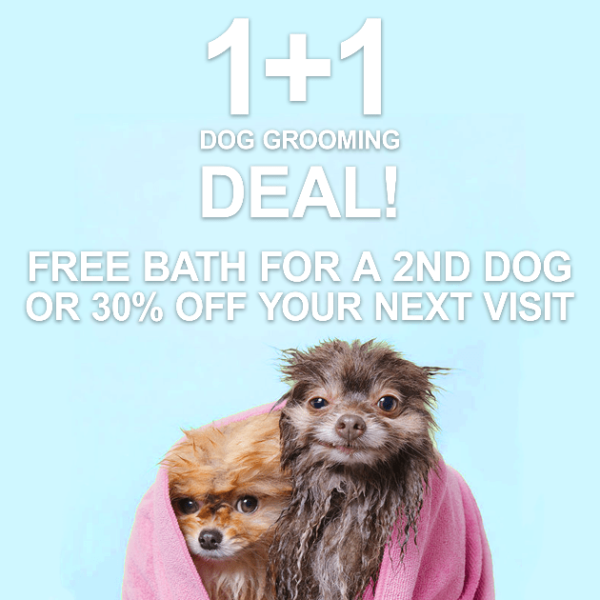 Beverly Hills Dog Grooming