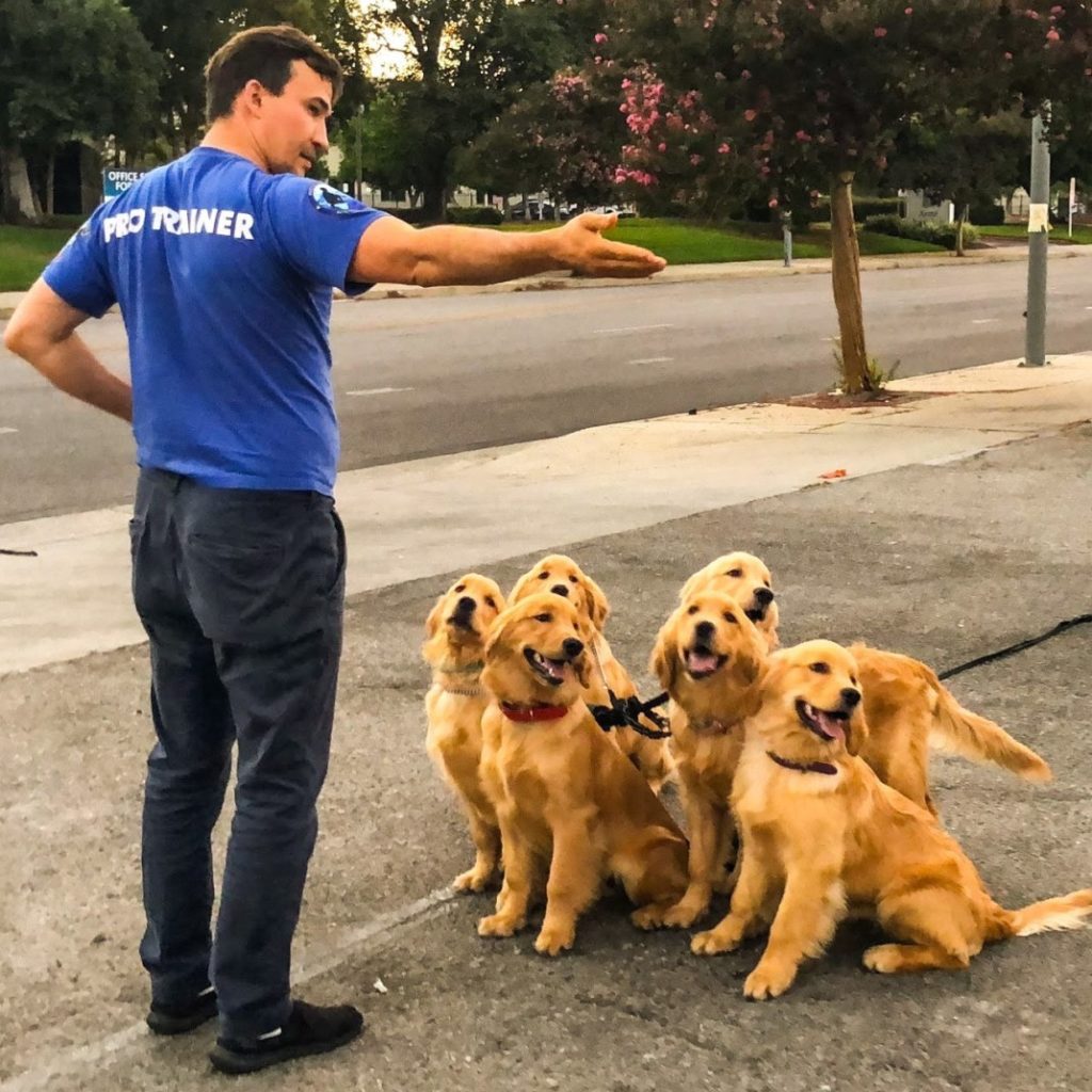 master dog trainer master dog trainer
